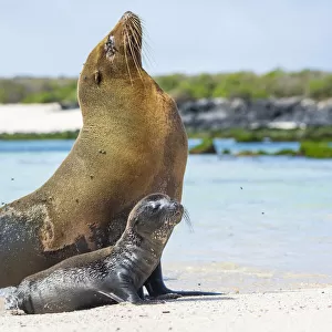Galapagos sea lion (Zalophus wollebaeki) mother with newborn pup sitting on beach