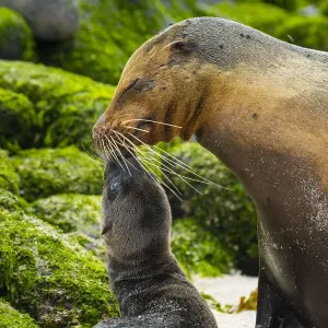 Galapagos sea lion (Zalophus wollebaeki), mother with newborn pup, Espanola Island Galapagos sea lion (Zalophus wollebaeki), mother with newborn pup, Espanola Island