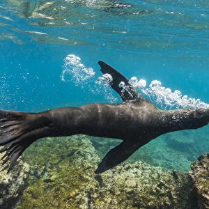 Galapagos sea lion (Zalophus wollebaeki) releasing air bubbles underwater