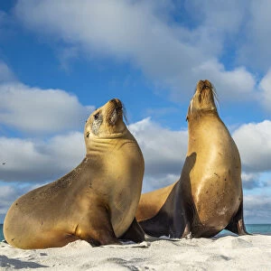 Two Galapagos sea lion (Zalophus wollebaeki) basking in the sun, Espanola Island