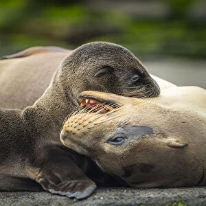 Galapagos sea lion (Zalophus wollebaeki) mother playing with pup, Santiago Island