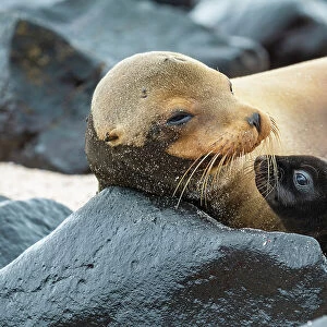 Galapagos sea lion (Zalophus wollebaeki) female with pup lying on rocks, Espanola Island, Galapagos, South America