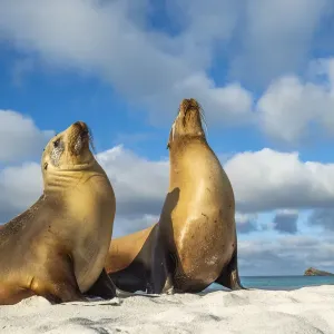 Two Galapagos sea lion (Zalophus wollebaeki) basking in the sun, Espanola Island Two Galapagos sea lion (Zalophus wollebaeki) basking in the sun, Espanola Island