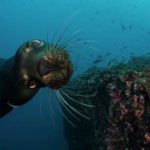 Galapagos sea lion (Zalophus wollebaeki) diving, Wolf Island, Galapagos Islands, Pacific Ocean Galapagos sea lion (Zalophus wollebaeki) diving, Wolf Island, Galapagos Islands, Pacific Ocean
