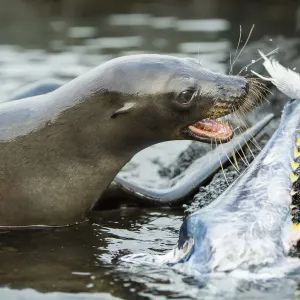 Galapagos sea lion (Zalophus wollebaeki) feeding on tuna Galapagos sea lion (Zalophus wollebaeki) feeding on tuna