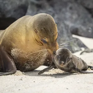 Galapagos sea lion (Zalophus wollebaeki) female carrying newborn pup to water to cool Galapagos sea lion (Zalophus wollebaeki) female carrying newborn pup to water to cool