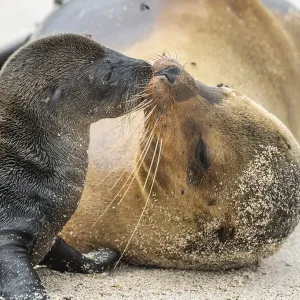 Galapagos sea lion (Zalophus wollebaeki) female with newborn pup, Punta Suarez Galapagos sea lion (Zalophus wollebaeki) female with newborn pup, Punta Suarez