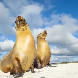Galapagos sea lion (Zalophus wollebaeki) female and pup, Gardner Bay, Espanola Island Galapagos sea lion (Zalophus wollebaeki) female and pup, Gardner Bay, Espanola Island