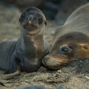Galapagos sea lion (Zalophus wollebaeki) female with pup, San Cristobal Island, Galapagos Galapagos sea lion (Zalophus wollebaeki) female with pup, San Cristobal Island, Galapagos