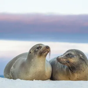Galapagos sea lion (Zalophus wollebaeki) female and young male, sunset, Mosquera Islet Galapagos sea lion (Zalophus wollebaeki) female and young male, sunset, Mosquera Islet