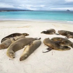 Galapagos sea lion (Zalophus wollebaeki) females sleeping, Cerro Brujo Galapagos sea lion (Zalophus wollebaeki) females sleeping, Cerro Brujo
