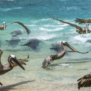 Galapagos sea lion (Zalophus wollebaeki) hunting cooperatively by driving Amberstripe Galapagos sea lion (Zalophus wollebaeki) hunting cooperatively by driving Amberstripe