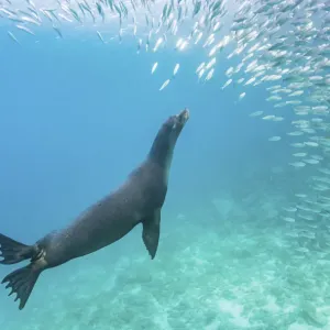 Galapagos sea lion (Zalophus wollebaeki) hunting shoal of Black striped salemas Galapagos sea lion (Zalophus wollebaeki) hunting shoal of Black striped salemas