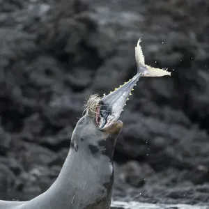 Galapagos Sea Lion Hunting Tuna Print Galapagos Sea Lion Hunting Tuna Print