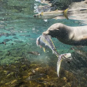 Galapagos sea lion (Zalophus wollebaeki) hunting tuna Galapagos sea lion (Zalophus wollebaeki) hunting tuna