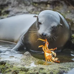 León marino de Galápagos (Zalophus wollebaeki) cachorro inquisitivo jugando con Sally Lightfoot. León marino de Galápagos (Zalophus wollebaeki) cachorro inquisitivo jugando con Sally Lightfoot.