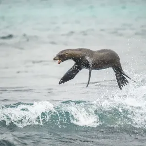 Lontra marina delle Galapagos (Zalophus wollebaeki) che salta fuori dall'oceano Pacifico. Sombrero Chino Lontra marina delle Galapagos (Zalophus wollebaeki) che salta fuori dall'oceano Pacifico. Sombrero Chino