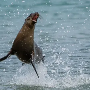 León marino de Galápagos (Zalophus wollebaeki) juvenil, saltando y jugando en el océano, Isla San Cristóbal, Parque Nacional de las Galápagos, Océano Pacífico. En peligro de extinción. León marino de Galápagos (Zalophus wollebaeki) juvenil, saltando y jugando en el océano, Isla San Cristóbal, Parque Nacional de las Galápagos, Océano Pacífico. En peligro de extinción.