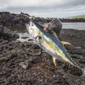 Galapagos sea lion (Zalophus wollebaeki) killing tuna Galapagos sea lion (Zalophus wollebaeki) killing tuna