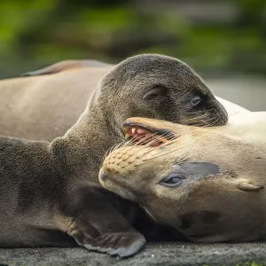 Galapagos sea lion (Zalophus wollebaeki) mother playing with pup, Santiago Island Galapagos sea lion (Zalophus wollebaeki) mother playing with pup, Santiago Island