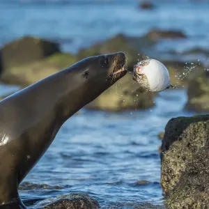 Galapagos sea lion (Zalophus wollebaeki) playing with pufferfish, Mosquera Islet Galapagos sea lion (Zalophus wollebaeki) playing with pufferfish, Mosquera Islet