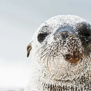 Galapagos sea lion (Zalophus wollebaeki) portrait, covered in sand. Endangered. Seymour Island Galapagos sea lion (Zalophus wollebaeki) portrait, covered in sand. Endangered. Seymour Island