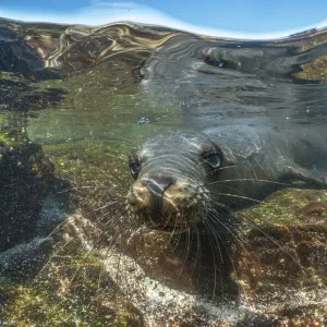 Galapagos sea lion (Zalophus wollebaeki) pup playing in tidepool, Plazas Island Galapagos sea lion (Zalophus wollebaeki) pup playing in tidepool, Plazas Island
