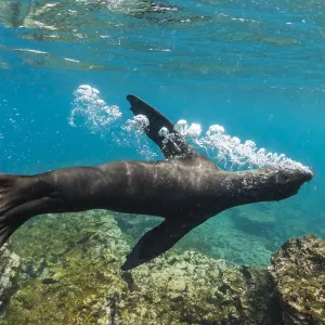 Galapagos sea lion (Zalophus wollebaeki) releasing air bubbles underwater Galapagos sea lion (Zalophus wollebaeki) releasing air bubbles underwater