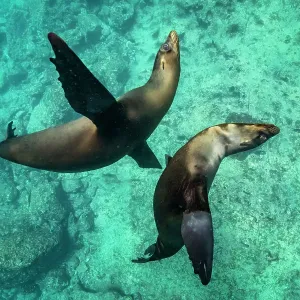 Two Galapagos sea lion (Zalophus wollebaeki) swimming together, San Cristobal Island, Galapagos, South America, Pacific Ocean Two Galapagos sea lion (Zalophus wollebaeki) swimming together, San Cristobal Island, Galapagos, South America, Pacific Ocean