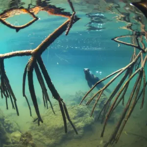 Galapagos sea lion (Zalophus wollebaeki) underwater with mangrove roots, Elizabeth Bay Galapagos sea lion (Zalophus wollebaeki) underwater with mangrove roots, Elizabeth Bay