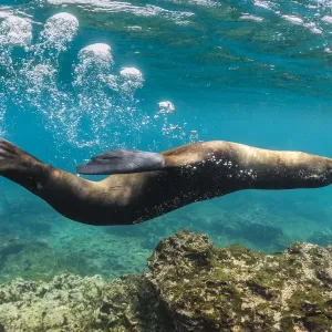 Galapagos Sea Lion Yearling Blowing Bubbles Print Galapagos Sea Lion Yearling Blowing Bubbles Print