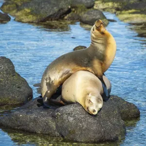 Galapagos sea lion (Zalophus wollebaeki) yearling pup playfully clambering on mother Galapagos sea lion (Zalophus wollebaeki) yearling pup playfully clambering on mother