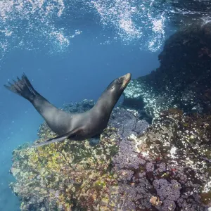 Galapagos sea lion (Zalophus wollebaeki) yearling pup playing in shallows, Gardner Islet Galapagos sea lion (Zalophus wollebaeki) yearling pup playing in shallows, Gardner Islet