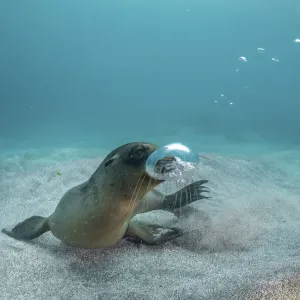 Galapagos sea lion (Zalophus wollebaeki) yearling pup playing withg own air bubbles in Galapagos sea lion (Zalophus wollebaeki) yearling pup playing withg own air bubbles in