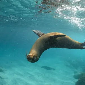Galapagos sea lion (Zalophus wollebaeki) yearling pup polaying in shallows, Garnder Islet Galapagos sea lion (Zalophus wollebaeki) yearling pup polaying in shallows, Garnder Islet