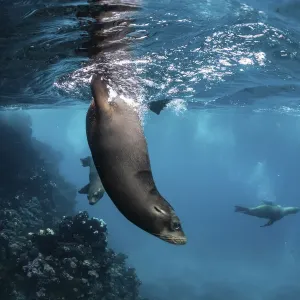 Galapagos sea lion (Zalophus wollebaeki) yearling pups playing in shallows, Gardner Islet Galapagos sea lion (Zalophus wollebaeki) yearling pups playing in shallows, Gardner Islet