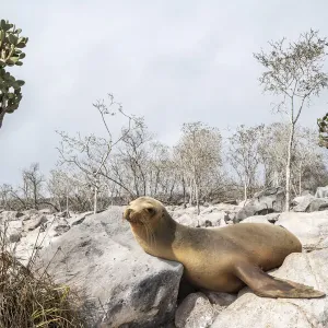Galapagos sea lion (Zalophus wollebaeki) young male resting among giant cacti away Galapagos sea lion (Zalophus wollebaeki) young male resting among giant cacti away