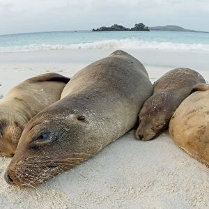 Four Galapagos sea lions (Zalophus wollebaeki) sleeping on beach, Floreana Island