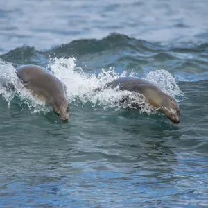 Galapagos sea lions (Zalophus wollebaeki) swimming in the surf, Galapagos