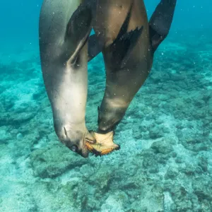 Galapagos sea lions (Zalophus wollebaeki) sub adult males playing with starfish