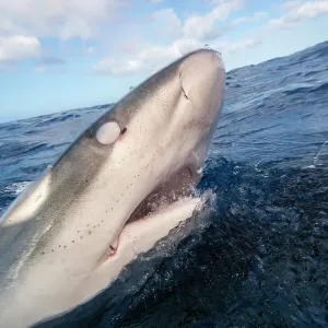 Galapagos shark Print at sea surface, eye covered by nictitating membrane Galapagos shark Print at sea surface, eye covered by nictitating membrane