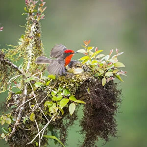 Galapagos vermilion flycatcher (Pyrocephalus nanus) male and female at nest