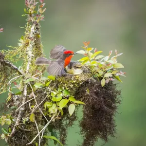 Galapagos vermilion flycatcher (Pyrocephalus nanus) male and female at nest Galapagos vermilion flycatcher (Pyrocephalus nanus) male and female at nest