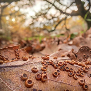 Galls of the Silk button gall wasp (Neuroterus numismalis) on the underside of a fallen Oak (Quercus sp. ) leaf. A single adult wasp will emerge from each gall, Peak District National Park, Derbyshire, UK. November