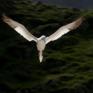 Gannet (Morus bassanus) adult, backlit by the morning sun, in flight. Shetland Islands