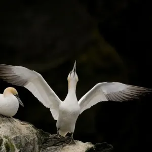 Gannet (Morus bassanus) adult stretching its wings. Shetland Islands, Scotland, UK, September Gannet (Morus bassanus) adult stretching its wings. Shetland Islands, Scotland, UK, September