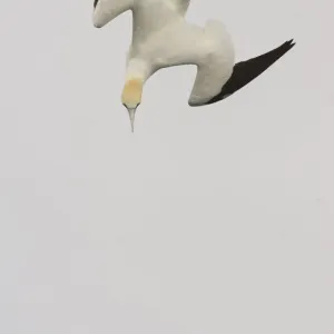 Gannet Plunge Dive Print Gannet Plunge Dive Print