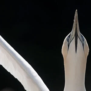 Gannet (Morus bassanus) adult wing stretching and looking up, Shetland Islands, Scotland