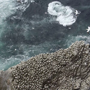 Gannet (Morus bassanus) colony on cliffs, viewed from above, Shetland Islands, Scotland