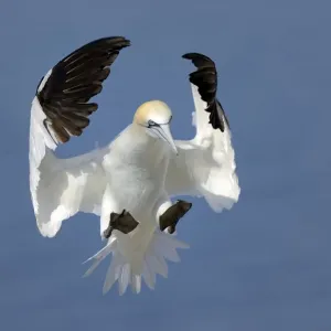 Gannet (Morus bassanus) in flight landing in the colony, Bass Rock, Scotland, UK, July Gannet (Morus bassanus) in flight landing in the colony, Bass Rock, Scotland, UK, July